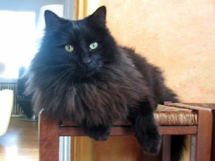 Arlequinne - (2 ans)