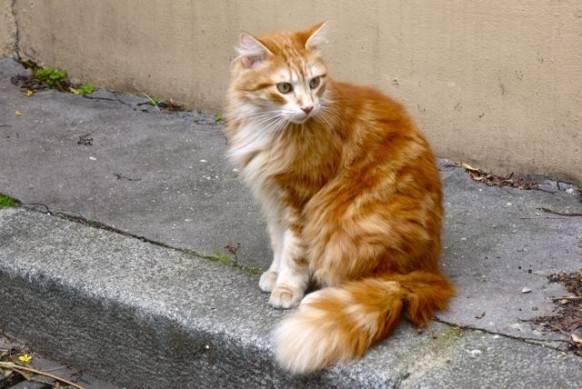 Misa - Mâle (8 ans)