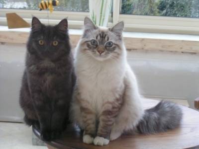Mouflette et Miminne - (5 ans)