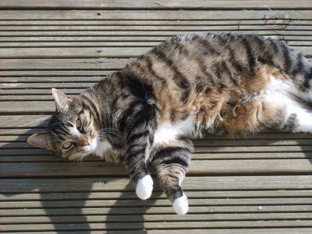 Cookie - Mâle (6 ans)