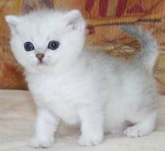 coco - (2 mois)