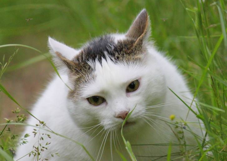 Vili - Mâle (12 ans)