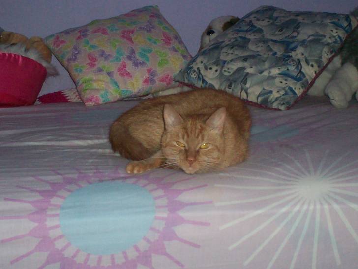 Pumpkin - (6 ans)