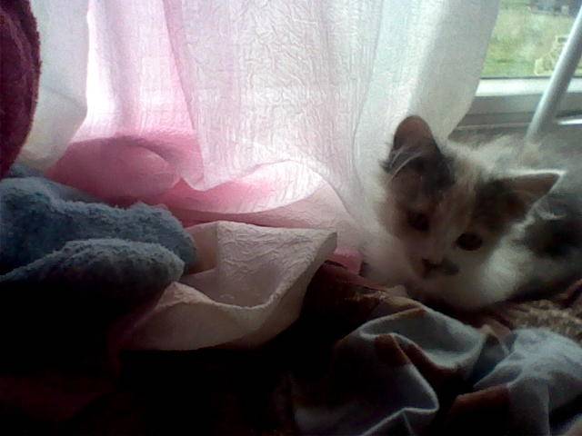 Baby - (1 mois)