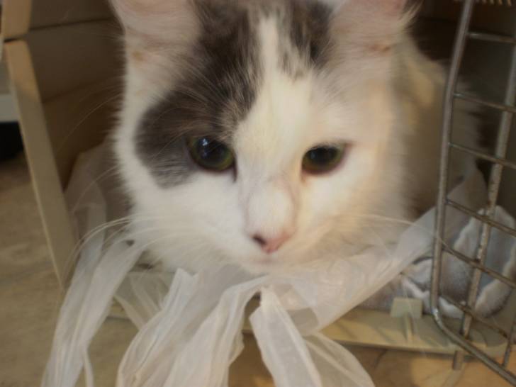 Twinkle - (3 ans)