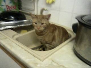 Indi - Mâle (2 ans)
