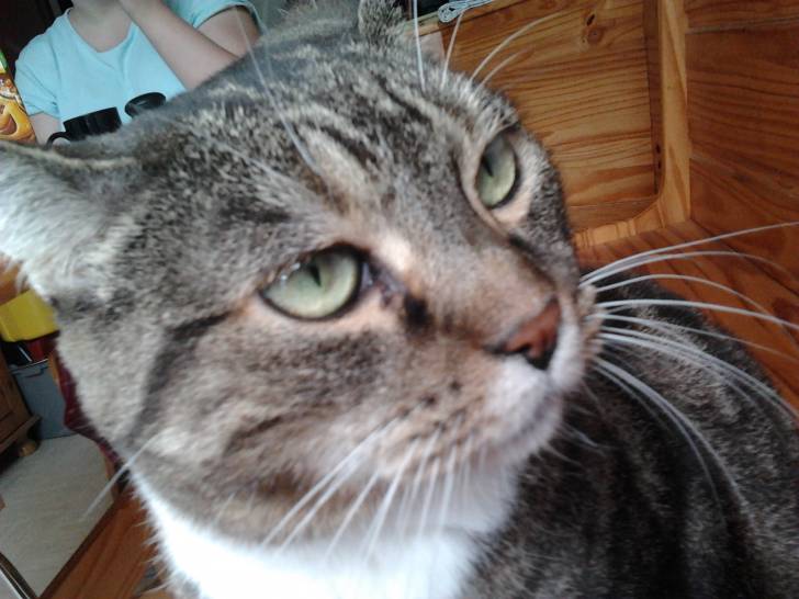 Choupette - (11 ans)