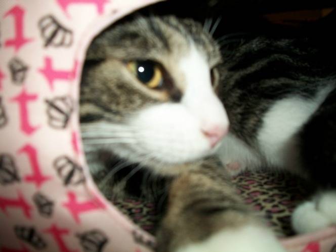Coquine - (11 mois)
