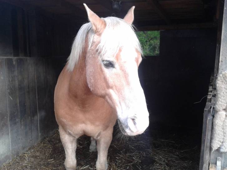 hmm - Mâle (12 ans)
