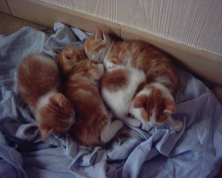 les chatons - Mâle (2 mois)