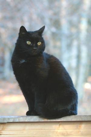 Maggie - (10 mois)