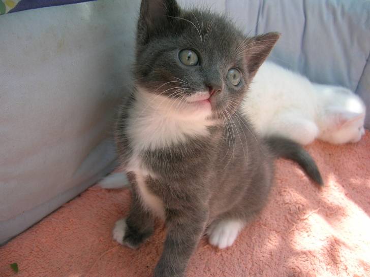 Musti - (2 mois)