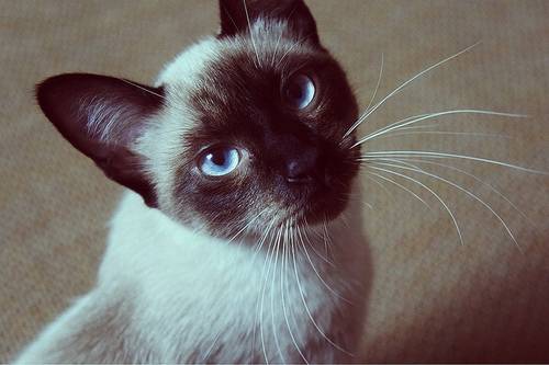 Saphira - (3 ans)