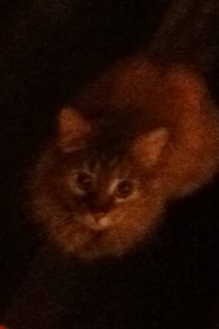 Candy - (7 mois)