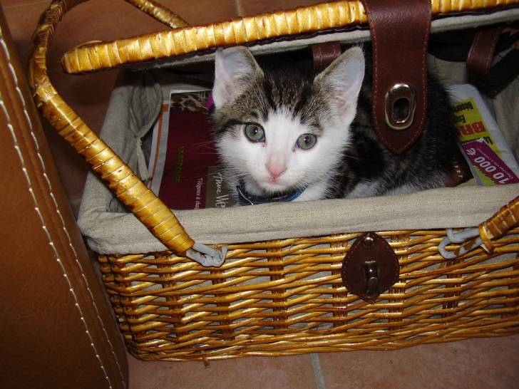 Frimousse - Mâle (2 ans)