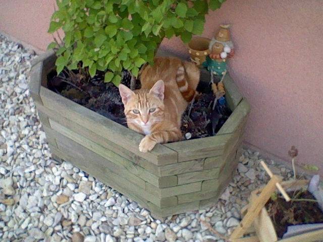 Caramel - Mâle (2 ans)