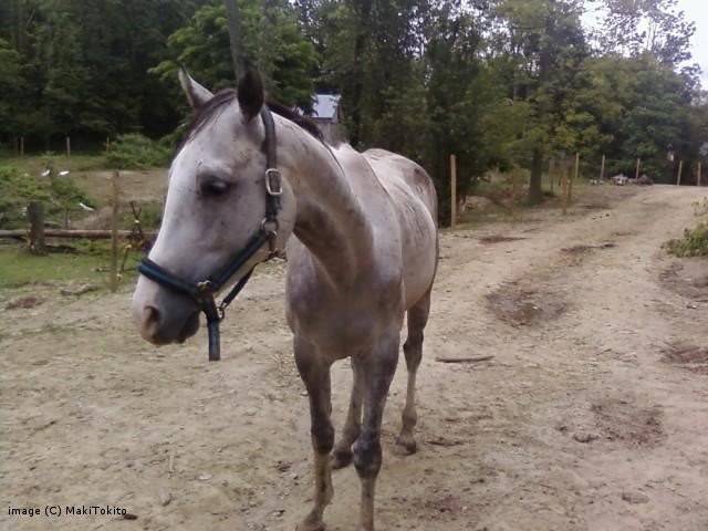 Bribery - Mâle (7 ans)