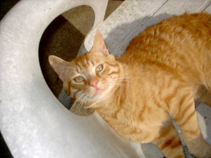 noisette - Mâle (2 ans)