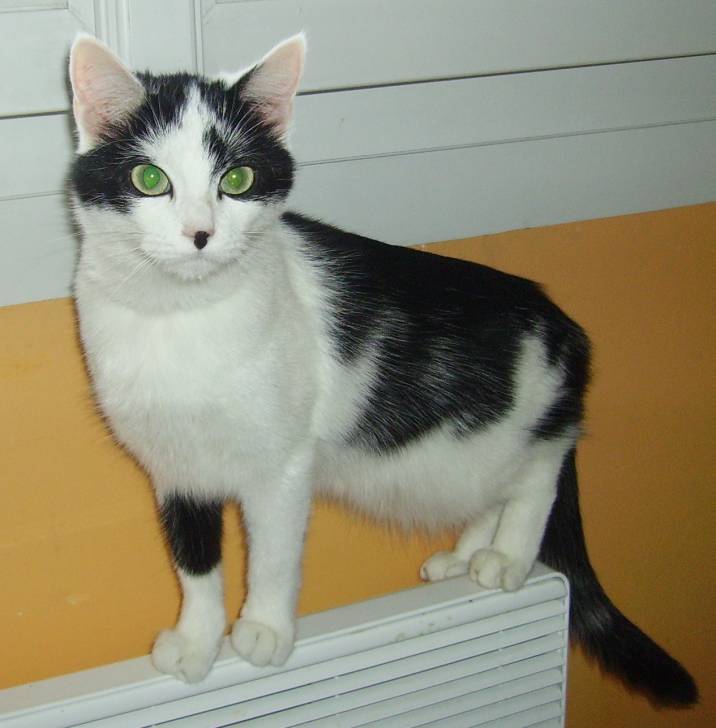 Vicky - (3 ans)