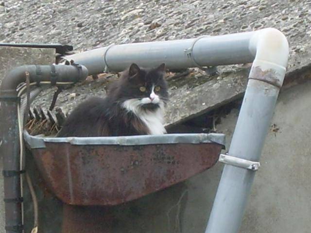 Chaton - Mâle (10 ans)
