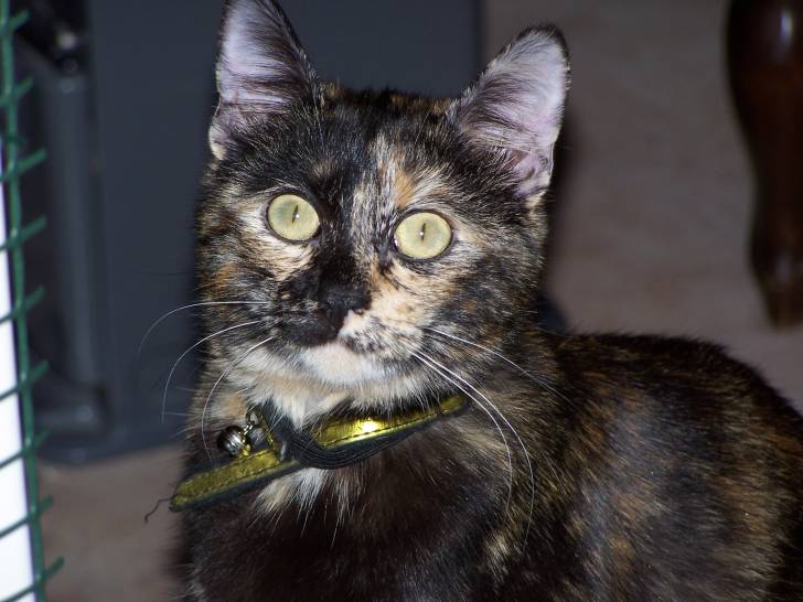 kasy (chat de gouttiére) - (4 ans)
