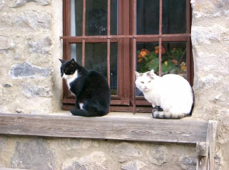 Minette - (6 ans)