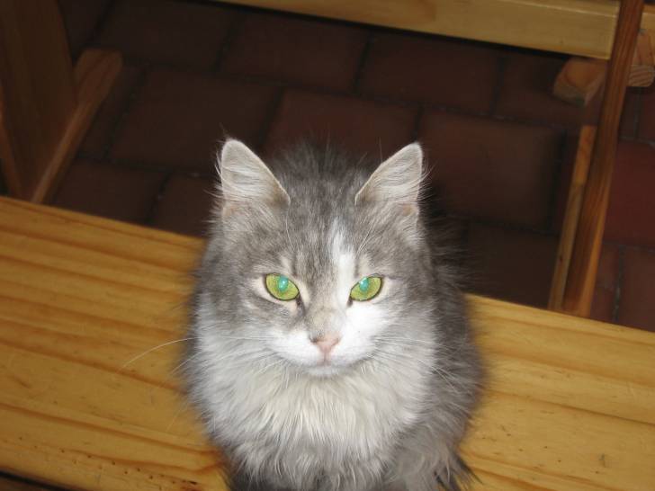 Violette - (4 ans)