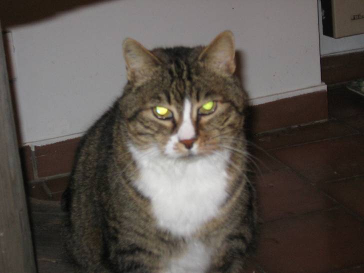 Poussie (décédée) - (17 ans)