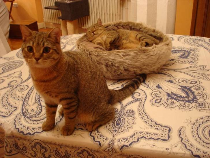 Frisquette et Fripouille - (2 ans)