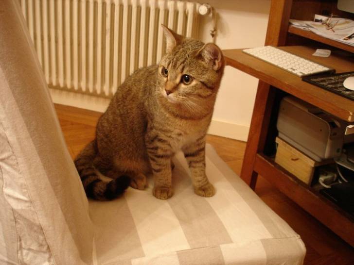 Frisquette - (2 ans)