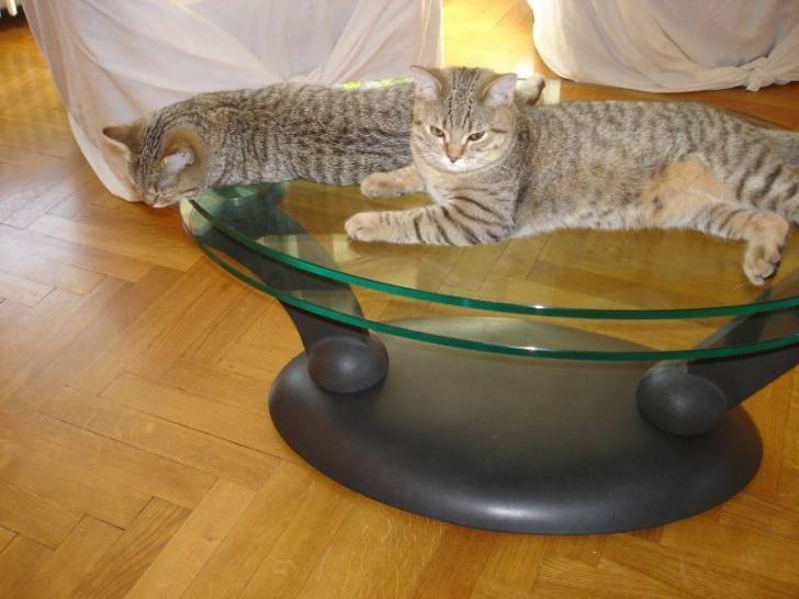 Frisquette et Fripouille sur la table basse - (2 ans)