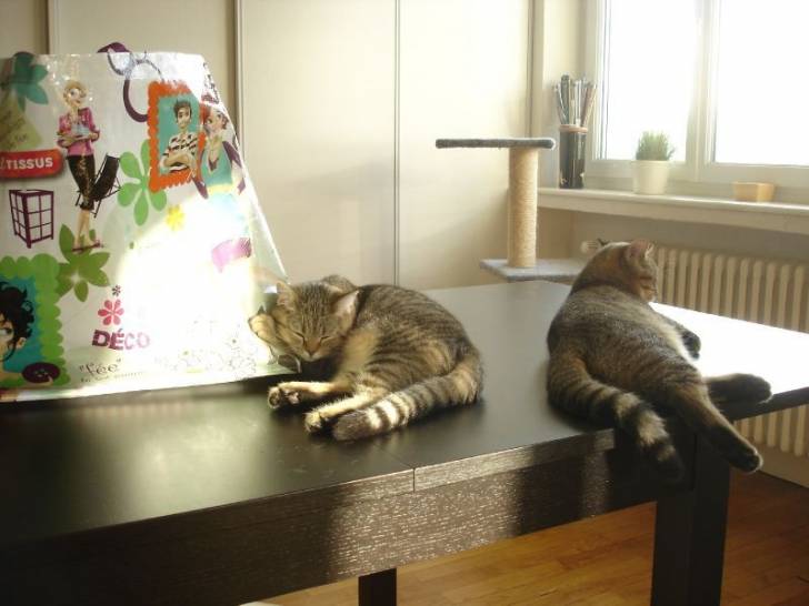Frisquette et Fripouille sur la table a manger - (2 ans)