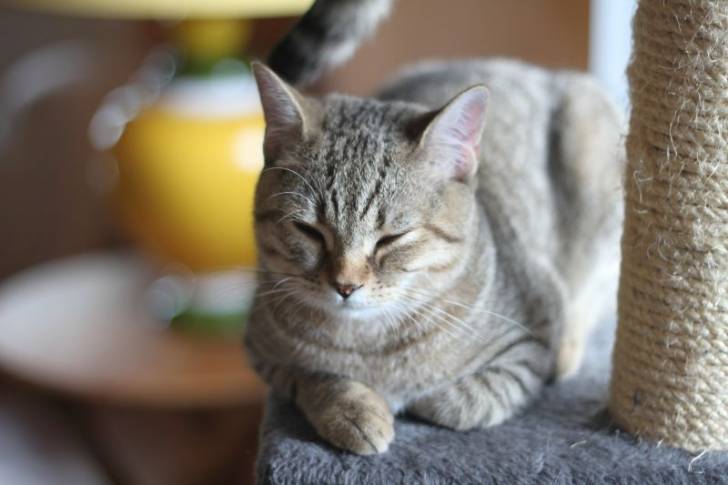 Frisquette sur l'arbre a chat - (2 ans)