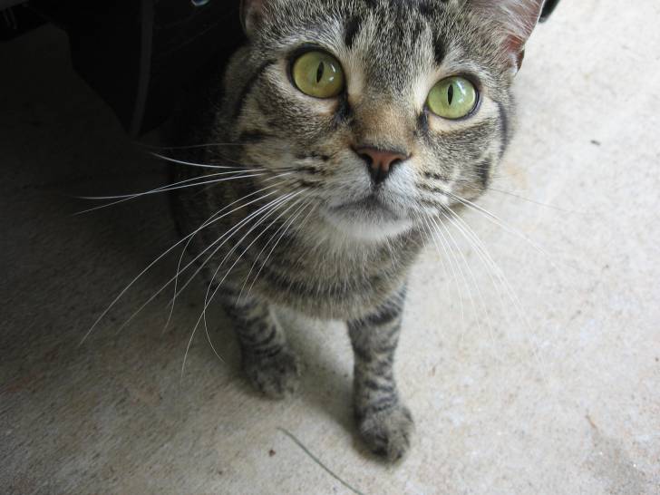 Pedro - (6 ans)