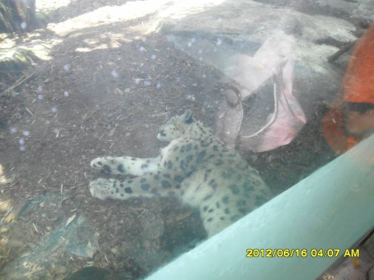 SNOWLEOPARD - Mâle (3 ans)
