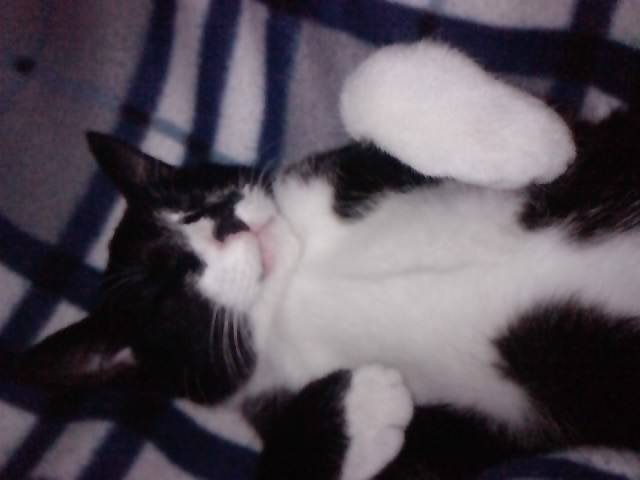 chiquis - (2 ans)