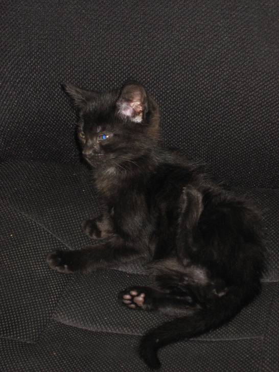 Plume Noire - (2 ans)
