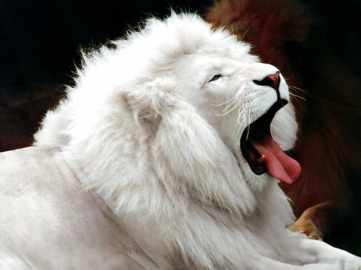 lion - Mâle (5 ans)