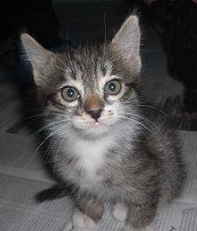 Jojo - (9 mois)