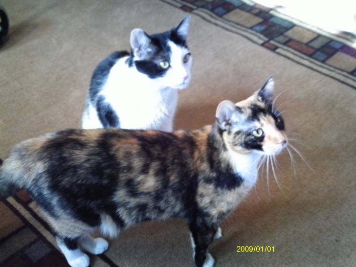 Catz - (1 an)