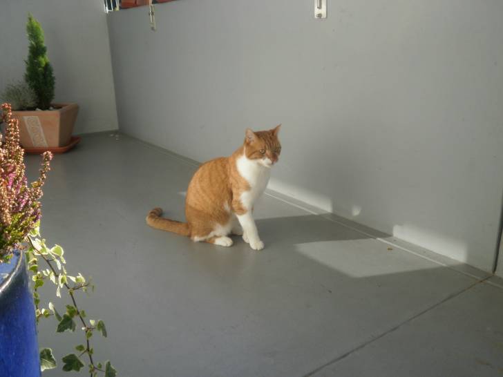 Garfield - Mâle (4 ans)