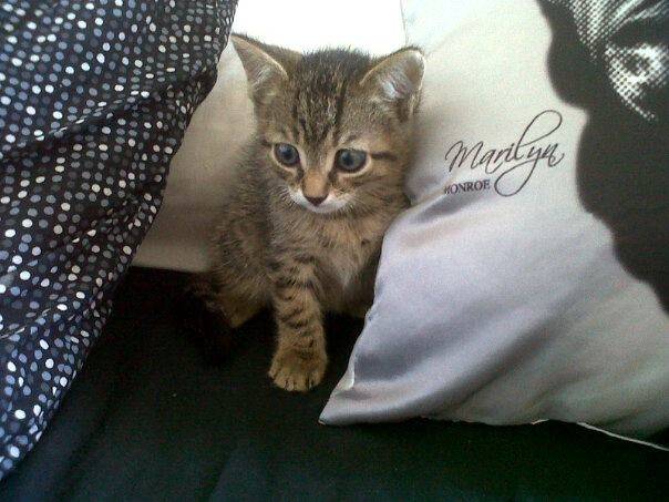 Tigrou - (5 mois)