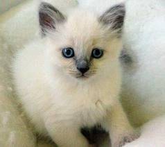 bebes - (1 mois)