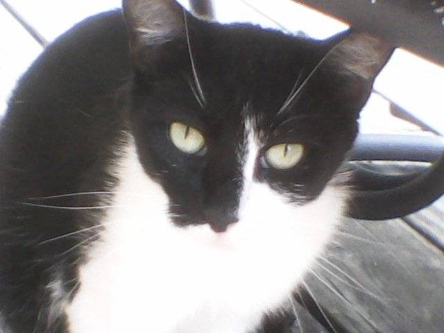Vala - (2 ans)