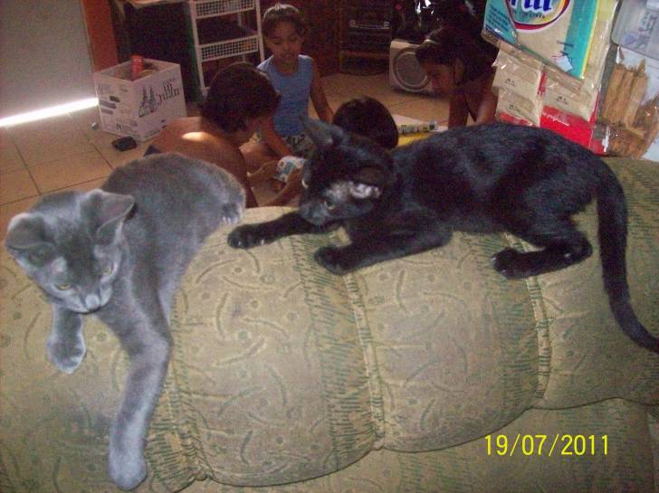 pantro y felino - Mâle (5 mois)