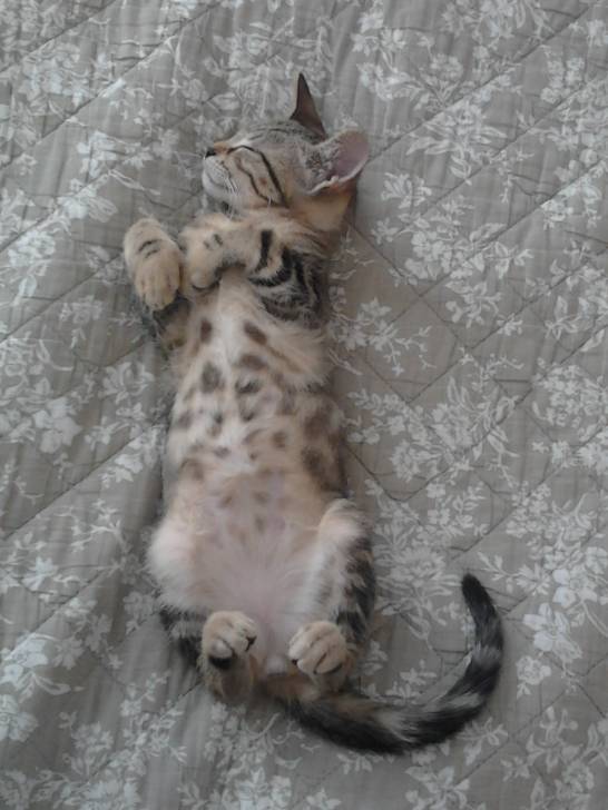 Gadhames - (8 mois)