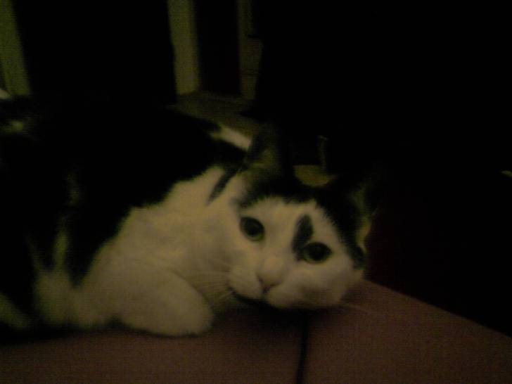 Lilly - (3 ans)