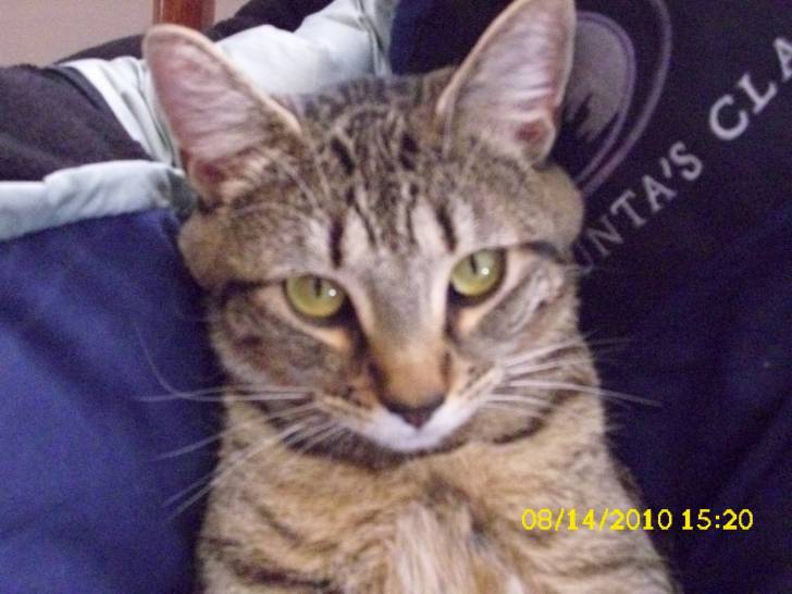 Tabby - Mâle (4 ans)