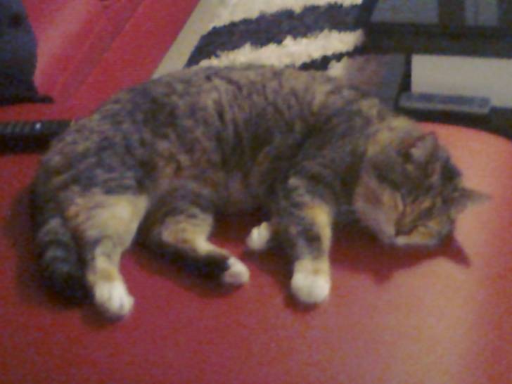 Ciboulette - (11 ans)