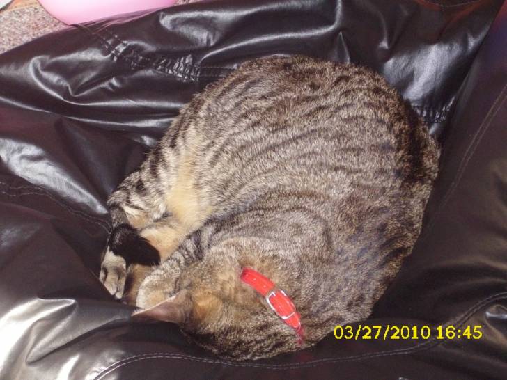 Tabby - Mâle (4 ans)